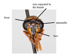 Polybiomyia bellardi head labled by Stephen Fox. Used under a CC BY-SA 4.0 license.