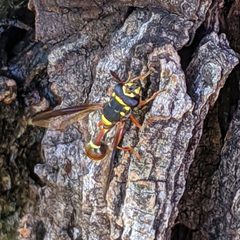 Polybiomyia bellardii 1 by Austin R. Kelly. Used under a CC BY 4.0 license.
