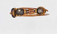 Polybiomyia bellardii 2 by Talitta Simoes 

Specimen from Department of Entomology, NMNH, Smithsonian Institution. Used under a CC0 license.