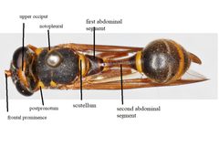 Polybiomyia bellardii with labels by Stephen Fox. Used under a CC BY-SA 4.0 license.