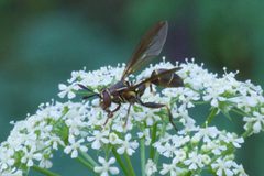Polybiomyia schnablei 1 by Trey Philips. Used under a CC BY 4.0 license.