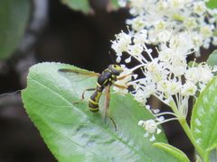 Sphiximorpha cylindrica 1 by Garth Harwood. Used under a CC BY 4.0 license.
