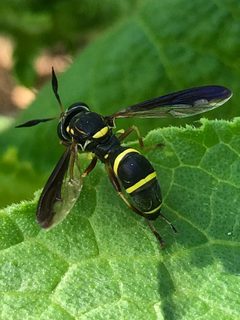 Sphiximorpha willistoni 1 by forestgray. Used under a CC0 license.