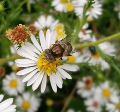 Eristalinus aeneus 46732932 by Even Dankowicz. Used under a CC BY 4.0 license.