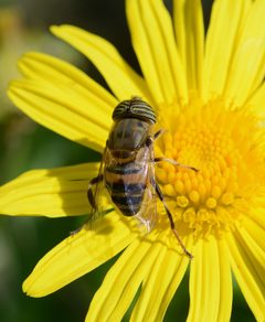 Eristalinus June 2014-1 by Alvesgaspar. Used under a CC BY-SA 3.0 license.