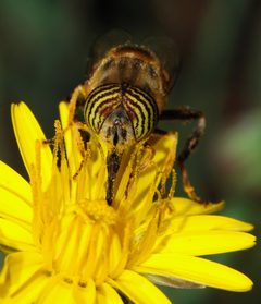 Eristalinus October 2007-6 by Alvesgaspar. Used under a CC BY-SA 3.0 license.