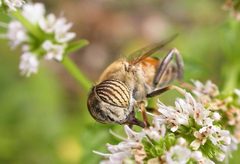 Eristalinus taeniops by wikipedia. Used under a CC BY-SA 3.0 license.