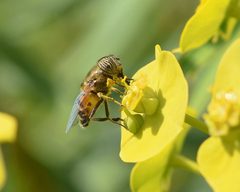 Eristalinus taeniops side 01 by FrancoisMignard. Used under a CC BY-SA 4.0 license.