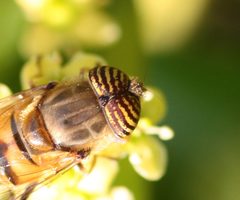 Eristalinus taeniops yeux by FrancoisMignard. Used under a CC BY-SA 4.0 license.