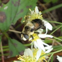 Eristalis anthophorina 158333190 by Ben Armstrong. Used under a CC BY 4.0 license.