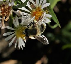 Eristalis anthophorina 160173635 by Barry Cottam. Used under a CC BY 4.0 license.