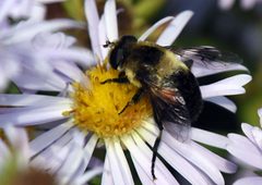 Eristalis anthophorina 52659383 by Jimmy Dee. Used under a CC BY-SA 4.0 license.
