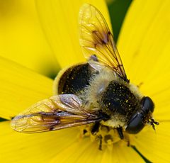 Eristalis anthophorina 9169896 by Jimmy Dee. Used under a CC BY-SA 4.0 license.
