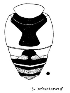 Eristalis arbustorum hull by Frank Hull. Used under a Public domain license.