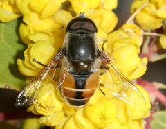 Eristalis bellardii by Kim Davis &amp; Mike Stangeland. Used under a CC0 license.