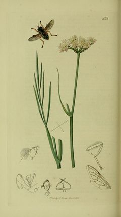 Britishentomologyvolume8Plate432 by John Curtis. Used under a Public domain license.