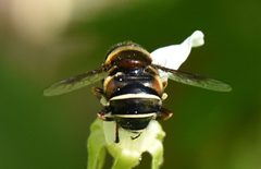 Eristalis cryptarum 41094784 by Jimmy Dee. Used under a CC BY-SA 4.0 license.
