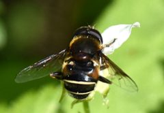 Eristalis cryptarum 41095363 by Jimmy Dee. Used under a CC BY-SA 4.0 license.