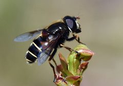 Eristalis cryptarum 75095963 by Jimmy Dee. Used under a CC BY-SA 4.0 license.