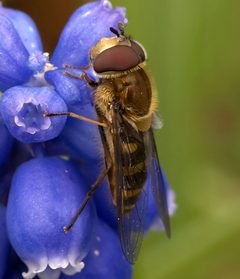 Syrphid Fly on a Grape Hyacinth by KirinX at en.wikipedia. Used under a CC BY-SA 2.5 license.