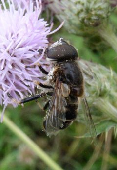 Eristalis dimidiata by Beatriz Moisset. Used under a CC BY-SA 4.0 license.