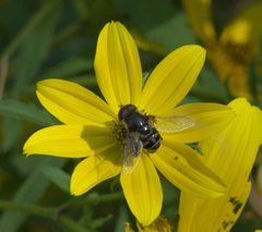 Eristalis dimidiata P1330394a by 
xpda. Used under a CC BY-SA 4.0 license.