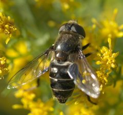 Eristalis dimidiata P1340163a by
xpda. Used under a CC BY-SA 4.0 license.