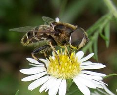 Eristalis dimidiata female by Beatriz Moisset. Used under a CC BY-SA 4.0 license.