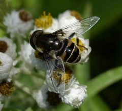 Eristalis dimidiata male by Beatriz Moisset. Used under a CC BY-SA 4.0 license.