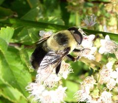 Eristalis flavipes by Beatriz Moisset. Used under a CC BY-SA 4.0 license.