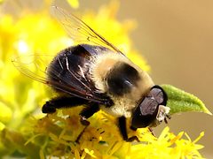 Eristalis flavipes-male by Peterwchen. Used under a CC BY-SA 4.0 license.