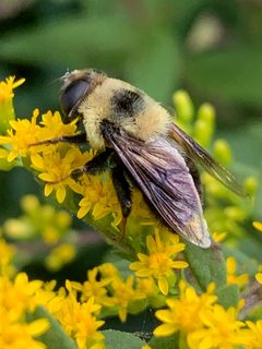 Eristalis flavipes 51268204 by Healthy Yards. Used under a CC BY 4.0 license.