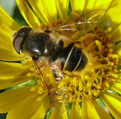 Eristalis hirta by Andrew Reding. Used under a CC BY 3.0 license.