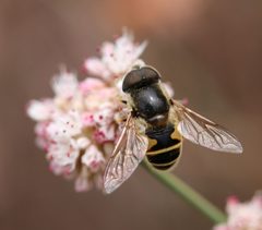 Eristalis hirta 4712170 by icosahedron. Used under a CC BY 4.0 license.