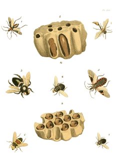 Illustrations of Exotic Entomology I 45 by Plates: Dru Drury (1725–1803). Text: John Obadiah Westwood (1805–1893). Used under a Public domain license.