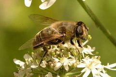 Eristalis.interrupta.female by James K. Lindsey. Used under a CC BY-SA 3.0 license.