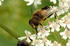 Eristalis.interrupta.male by James K. Lindsey. Used under a CC BY-SA 3.0 license.
