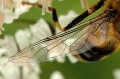 Eristalis.interrupta.wing.detail by James K. Lindsey. Used under a CC BY-SA 3.0 license.