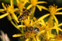 Eristalis.interrupta3.-.lindsey by James K. Lindsey. Used under a CC BY-SA 3.0 license.