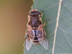 Eristalis rupium 01 by AfroBrazilian. Used under a CC BY-SA 4.0 license.