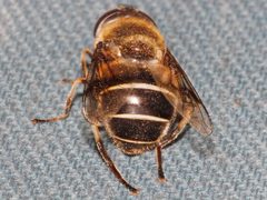 Eristalis obscura 01 by Libby Avis, Centre for Biodiversity Genomics. Used under a CC0 license.