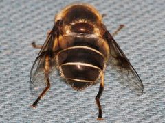 Eristalis obscura 02 by Libby Avis, Centre for Biodiversity Genomics. Used under a CC0 license.