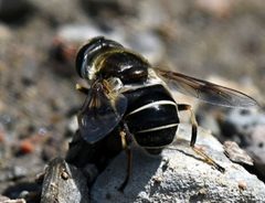 Eristalis obscura 44512853 by Jimmy Dee. Used under a CC BY-SA 4.0 license.