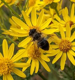 Eristalis tenax 146189759 by cricocosmia. Used under a CC0 license.