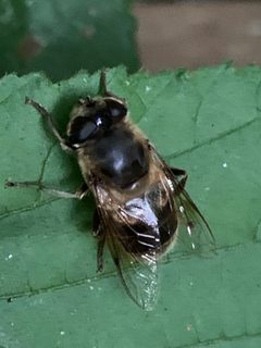 Eristalis tenax 154972668 by Ross Mounce. Used under a CC0 license.