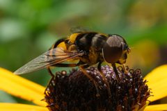 Eristalis transversa - Transverse-banded Flower Fly 02 by Jasper Shide. Used under a CC0 license.