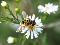 Eristalis transversa 163213486 by Katja Schulz. Used under a CC BY 4.0 license.