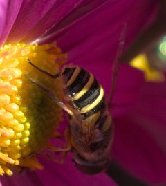 Eristalis transversa P1110038a by 
xpda. Used under a CC BY-SA 4.0 license.