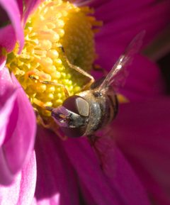 Eristalis transversa P1110043a by 
xpda. Used under a CC BY-SA 4.0 license.