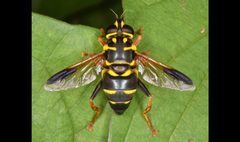 Meromacrus acutus above by skitterbug. Used under a CC BY-SA 4.0 license.